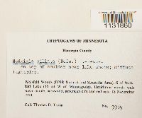 Image Associated With the Occurrence