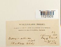 Image Associated With the Occurrence