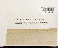 Hedwigia ciliata image