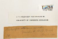 Hedwigia ciliata image