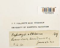 Hedwigia ciliata image