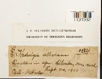 Hedwigia ciliata image