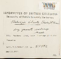 Hedwigia ciliata image