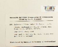 Hedwigia ciliata image