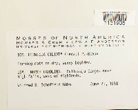 Hedwigia ciliata image