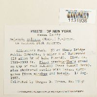 Hedwigia ciliata image