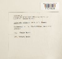 Hedwigia ciliata image