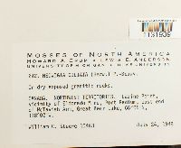 Hedwigia ciliata image