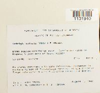 Hedwigia ciliata image