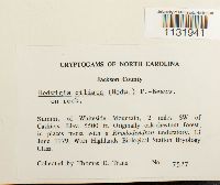 Hedwigia ciliata image