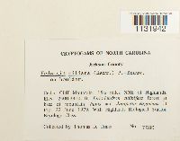 Hedwigia ciliata image