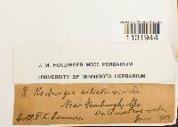 Hedwigia ciliata image