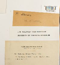 Hedwigia ciliata image