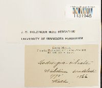 Hedwigia ciliata image