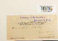 Hedwigia ciliata image