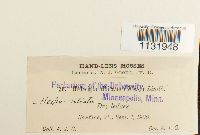 Hedwigia ciliata image