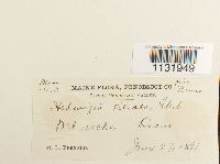 Hedwigia ciliata image