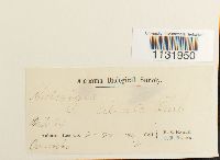 Hedwigia ciliata image