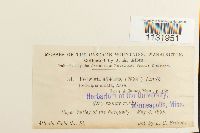 Hedwigia ciliata image