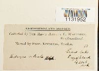 Hedwigia ciliata image