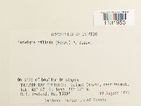 Hedwigia ciliata image