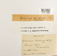 Grimmia trichophylla image