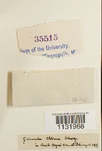 Grimmia donniana image