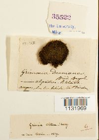 Grimmia donniana image