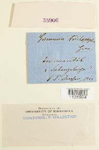 Grimmia trichophylla image