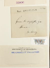 Grimmia trichophylla image