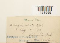 Hedwigia ciliata image