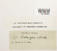 Hedwigia ciliata image