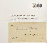 Hedwigia ciliata image