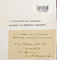 Hedwigia ciliata image