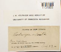 Hedwigia ciliata image