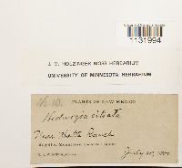 Hedwigia ciliata image