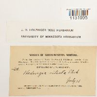 Hedwigia ciliata image