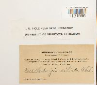 Hedwigia ciliata image