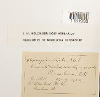 Hedwigia ciliata image