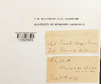 Hedwigia ciliata image