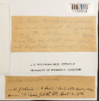 Hedwigia ciliata image