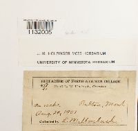 Hedwigia ciliata image