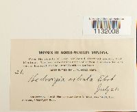 Hedwigia ciliata image