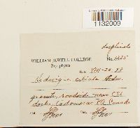 Hedwigia ciliata image