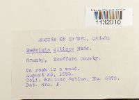 Hedwigia ciliata image