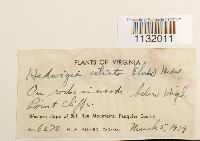 Hedwigia ciliata image