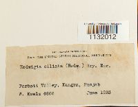 Hedwigia ciliata image