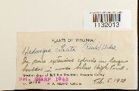 Hedwigia ciliata image