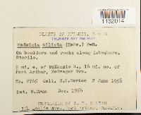 Hedwigia ciliata image