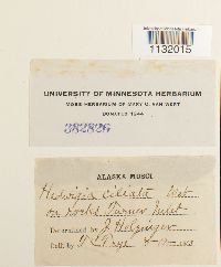 Hedwigia ciliata image